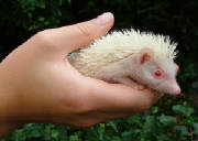 albinobabyhedgehog.jpg