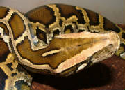 'Olive' Burmese Python