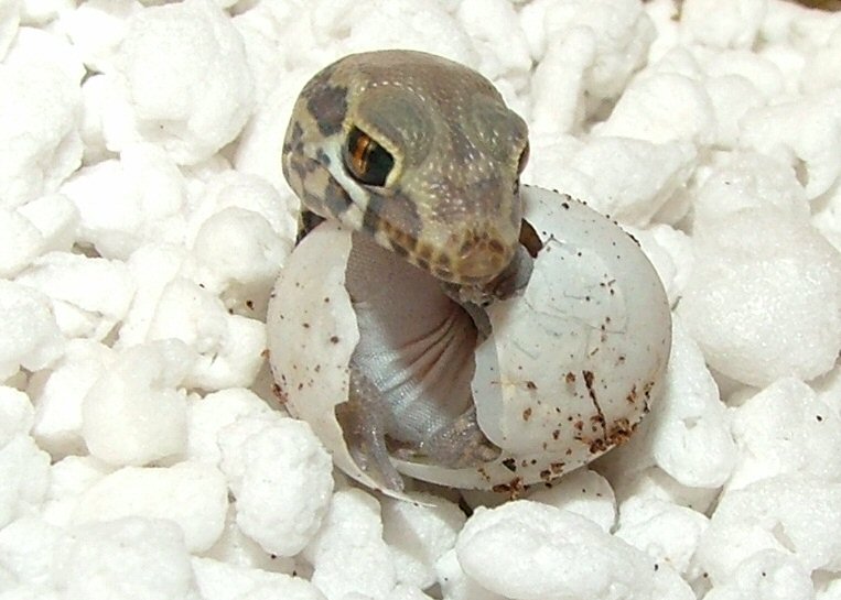 Hatching Gecko