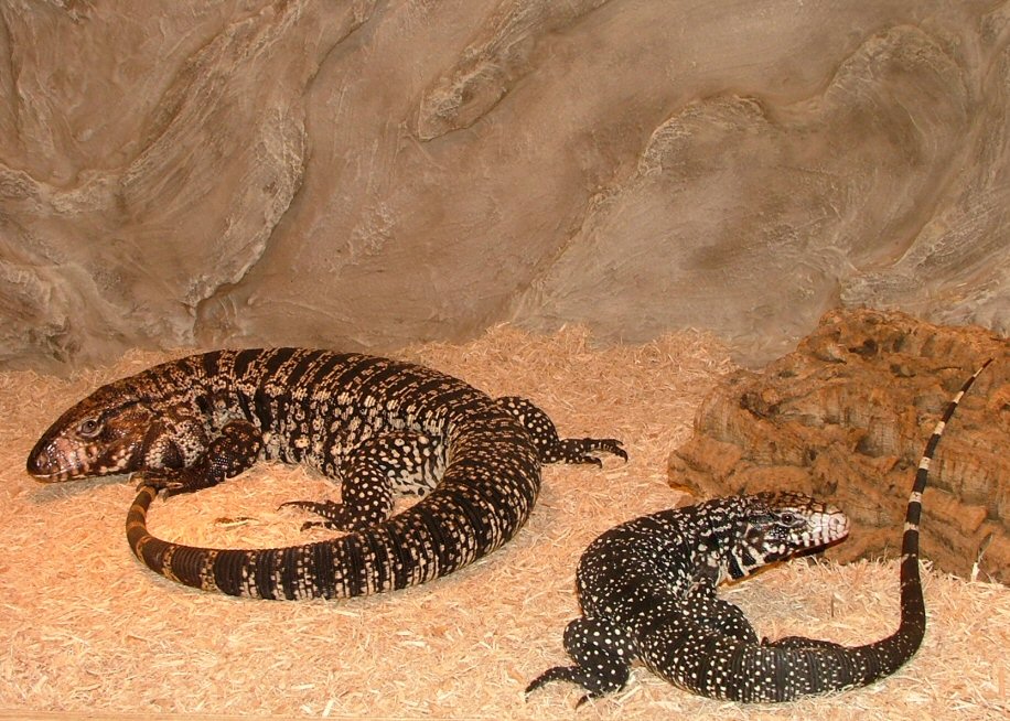Black And White Tegu Lizard. lack and white tegu. The tegus