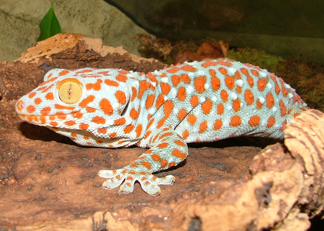 tokay gecko mode
